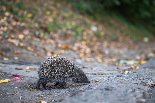 登場的艾殊 登場的艾殊